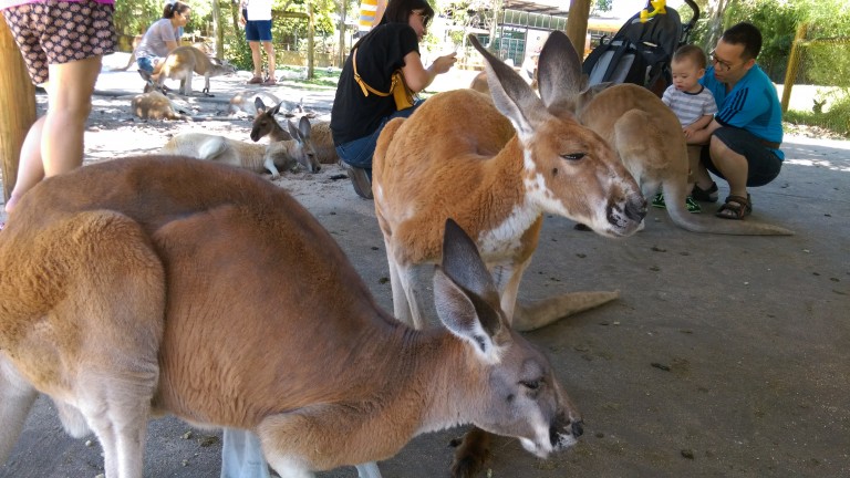 Caversham wildlife park Australië